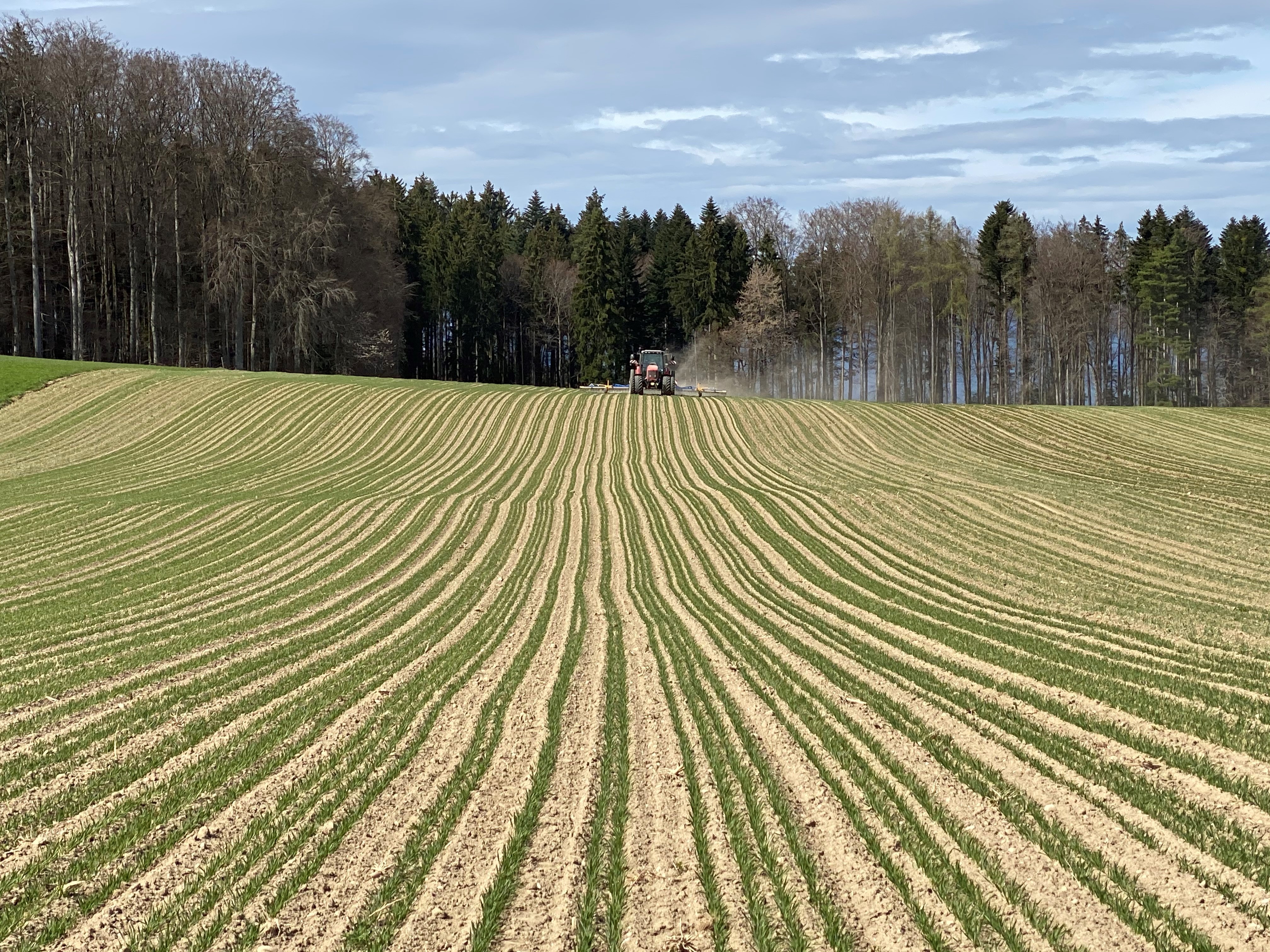 getreide-in-weiter-reihe_ramseyer_sbv1