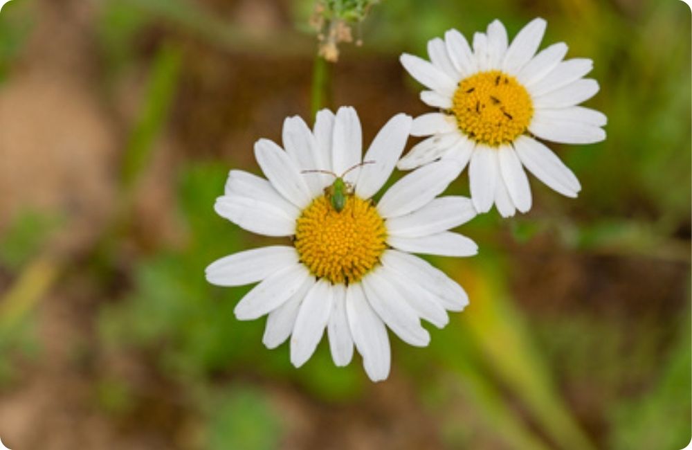 1_insektenforderung